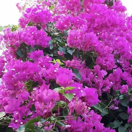 Halikarnas Hotel Bodrum