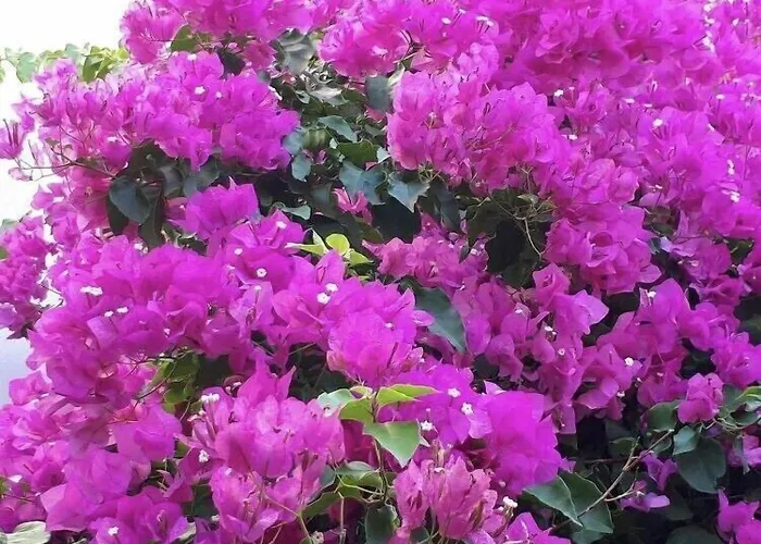 Halikarnas Отель Бодрум